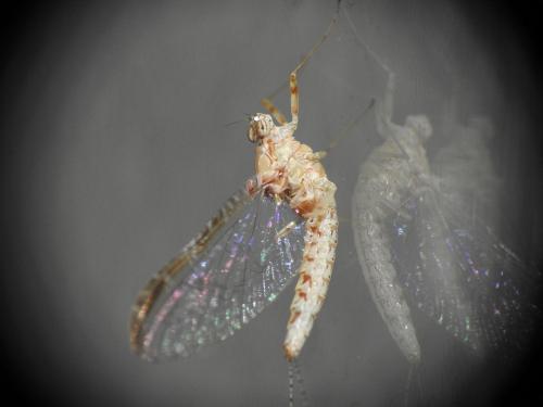 Cloeon dipterum